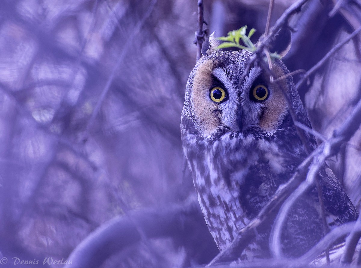 Long-eared Owl - Dennis Werlau