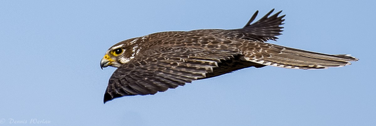 Prairie Falcon - Dennis Werlau
