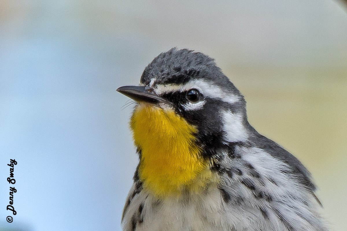 Yellow-throated Warbler - Denny Swaby