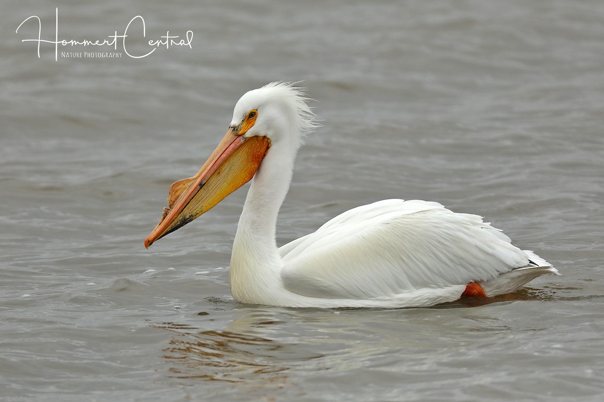 American White Pelican - Doug Hommert