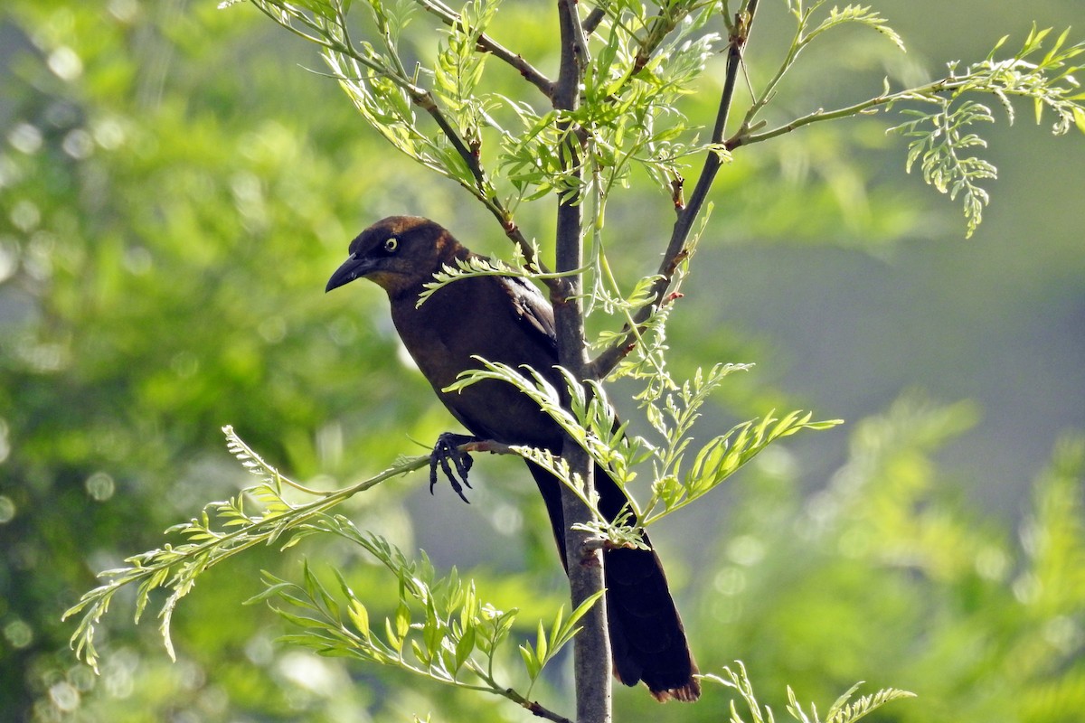 Great-tailed Grackle - ML92626261