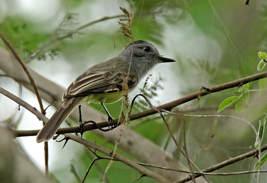 Sooty-crowned Flycatcher - ML92626341