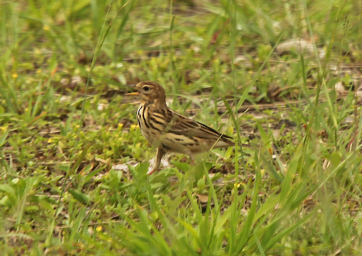 Red-throated Pipit - ML92627011