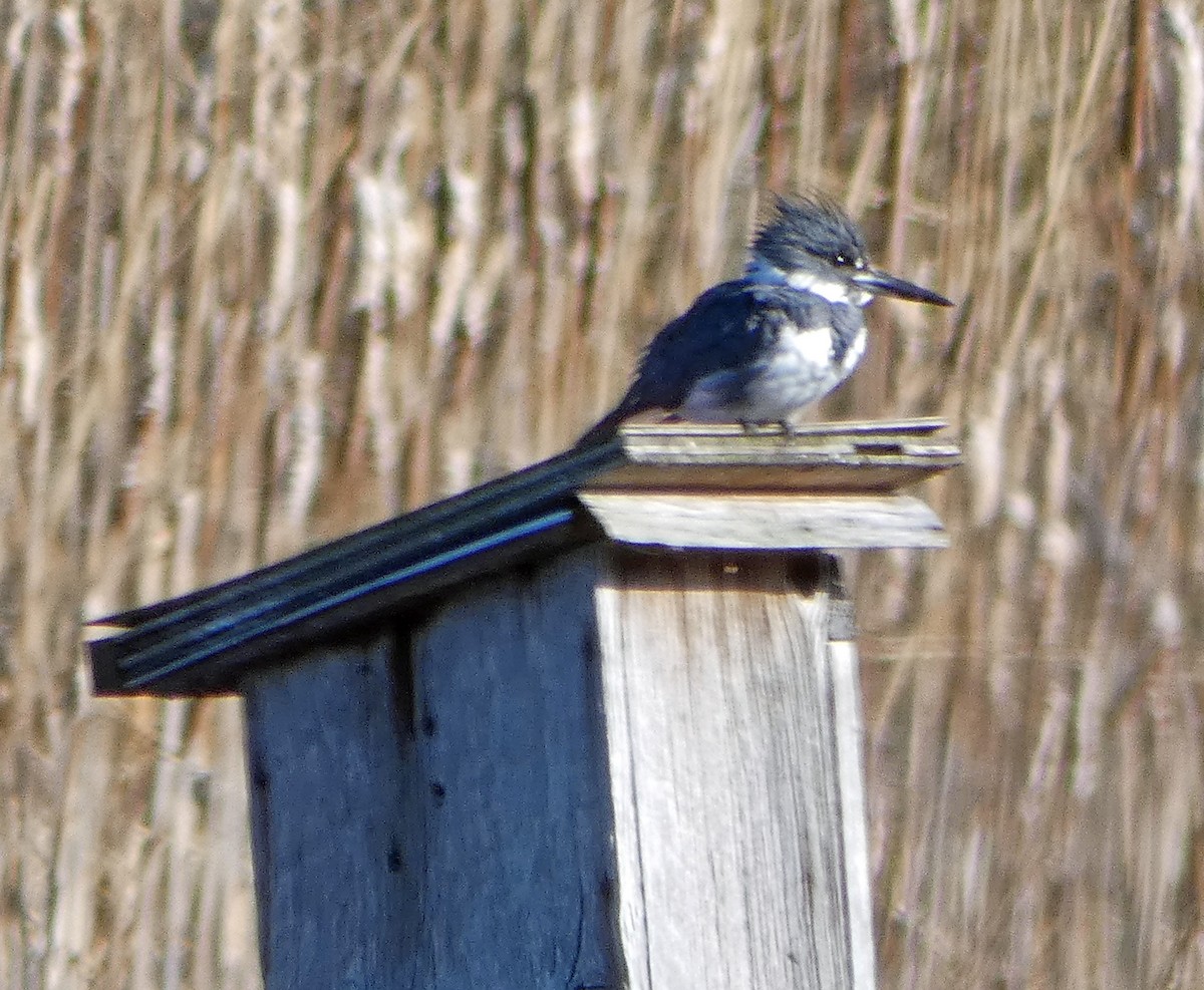 Belted Kingfisher - Mike Birmingham