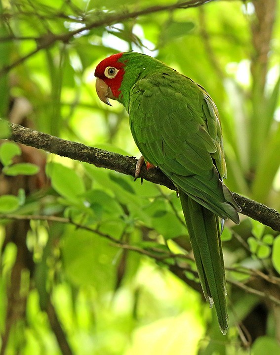 Red-masked Parakeet - Roger Ahlman