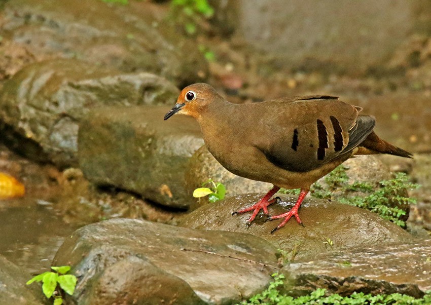 Maroon-chested Ground Dove - ML92627491