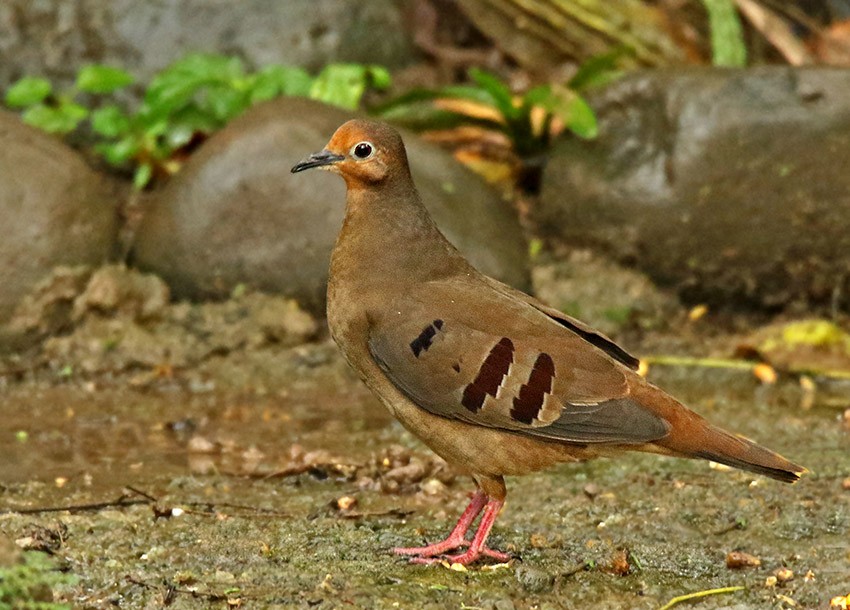 Maroon-chested Ground Dove - ML92627501