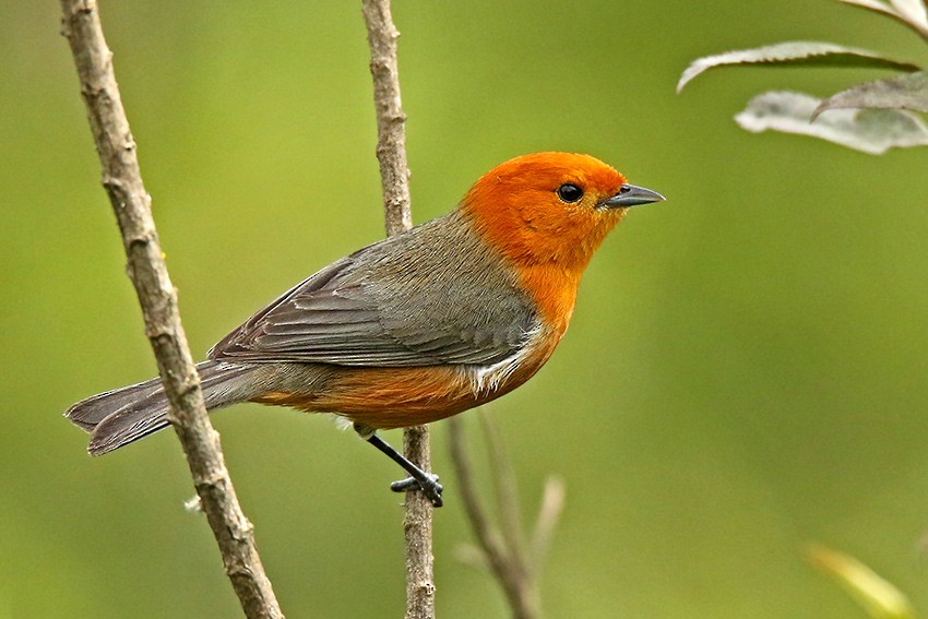 Rufous-chested Tanager - Roger Ahlman
