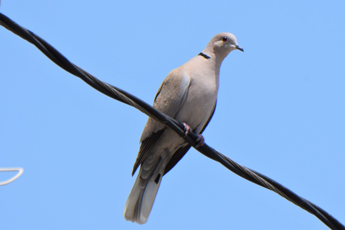 Eurasian Collared-Dove - Ken Milender