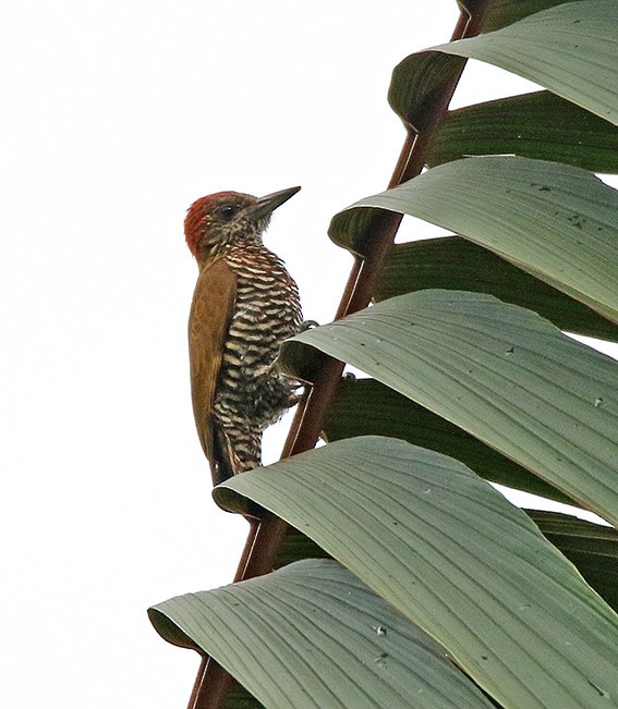 Choco Woodpecker - ML92630201