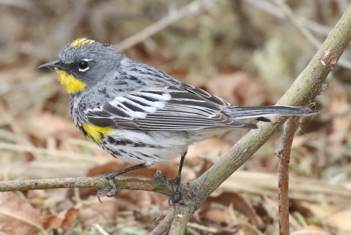 Yellow-rumped Warbler (Audubon's) - ML92630361