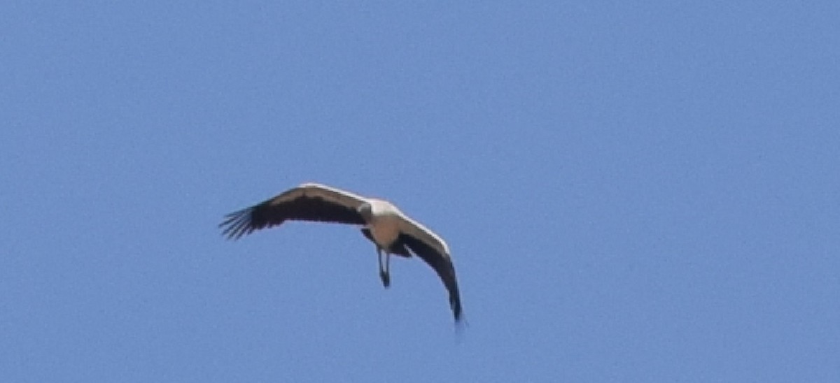 Wood Stork - ML92630661