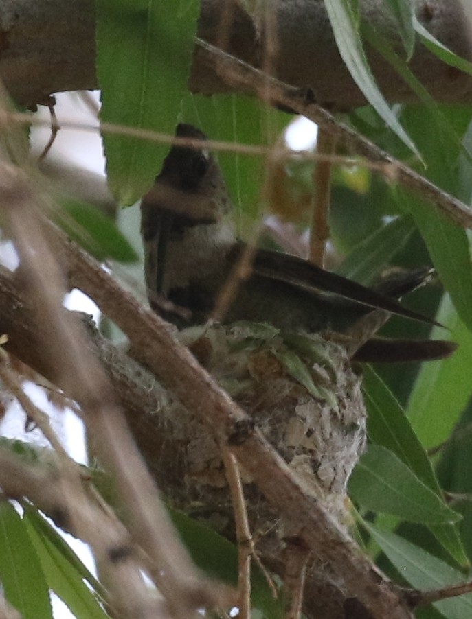 Anna's Hummingbird - ML92632581