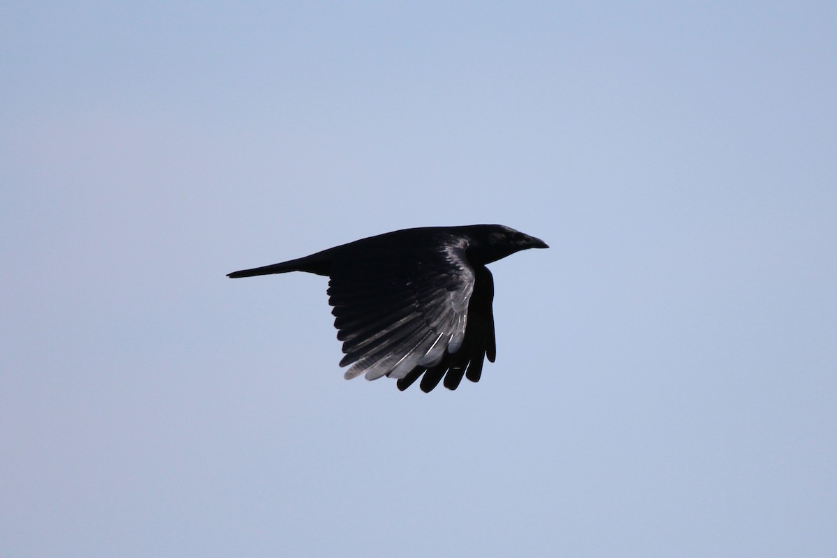Fish Crow - Richard Poort