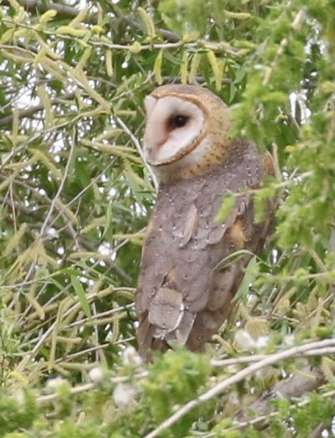 Barn Owl - ML92635111