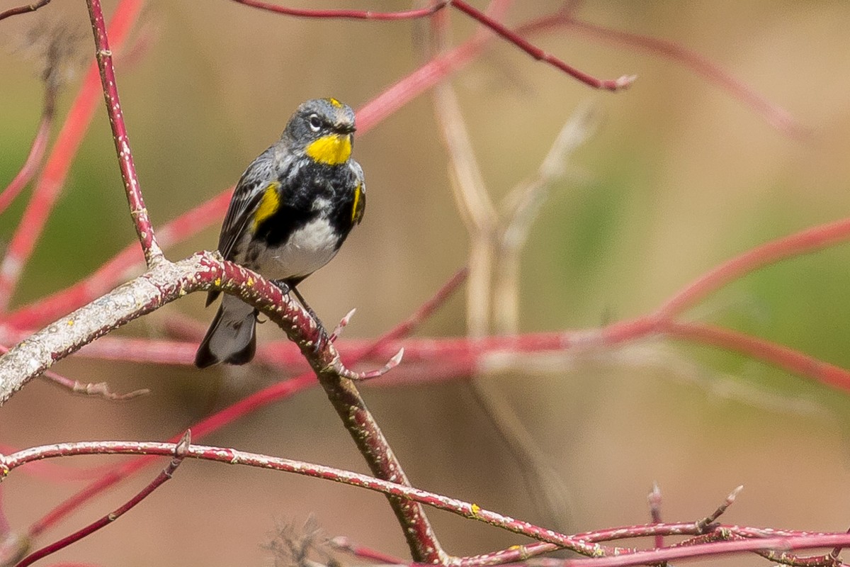 Yellow-rumped Warbler (Audubon's) - ML92636541