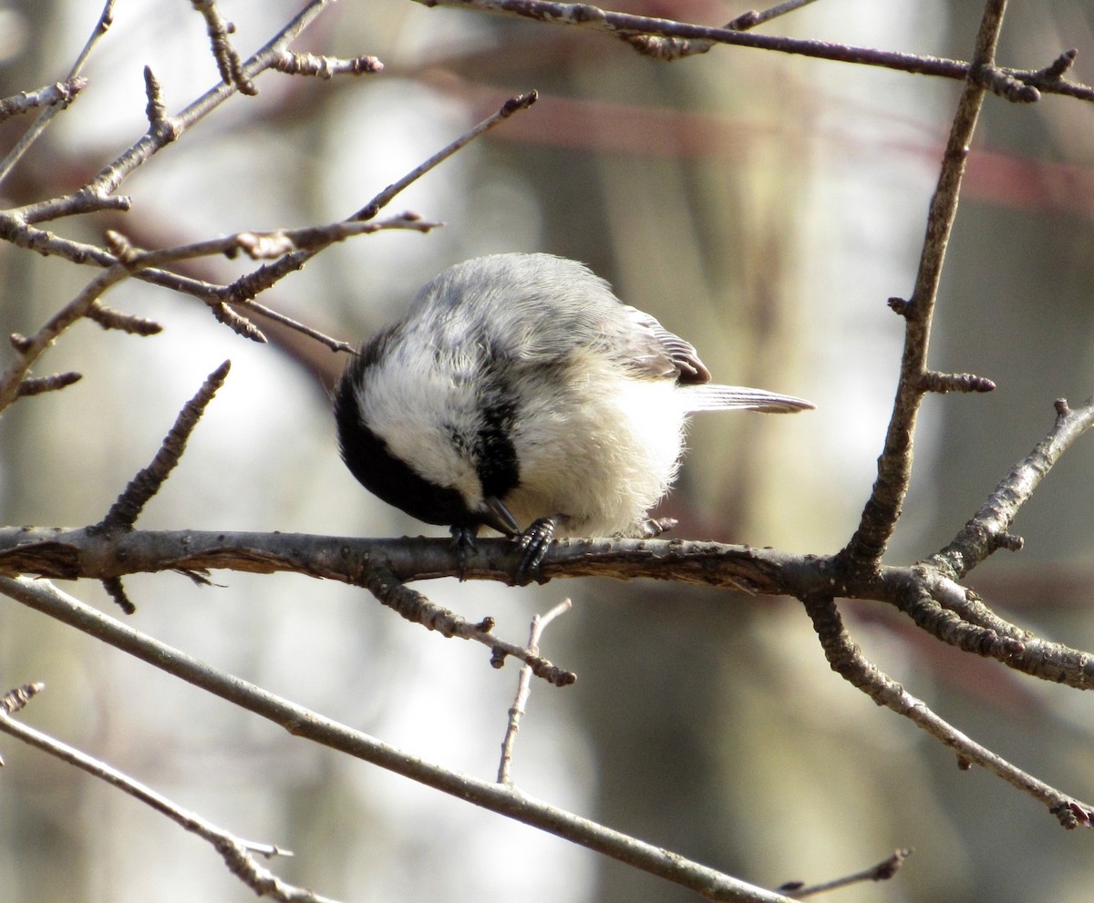 Black-capped Chickadee - Debbie and Mark Raven
