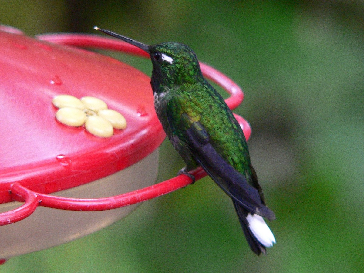 kolibřík skvrnoocasý - ML92640571