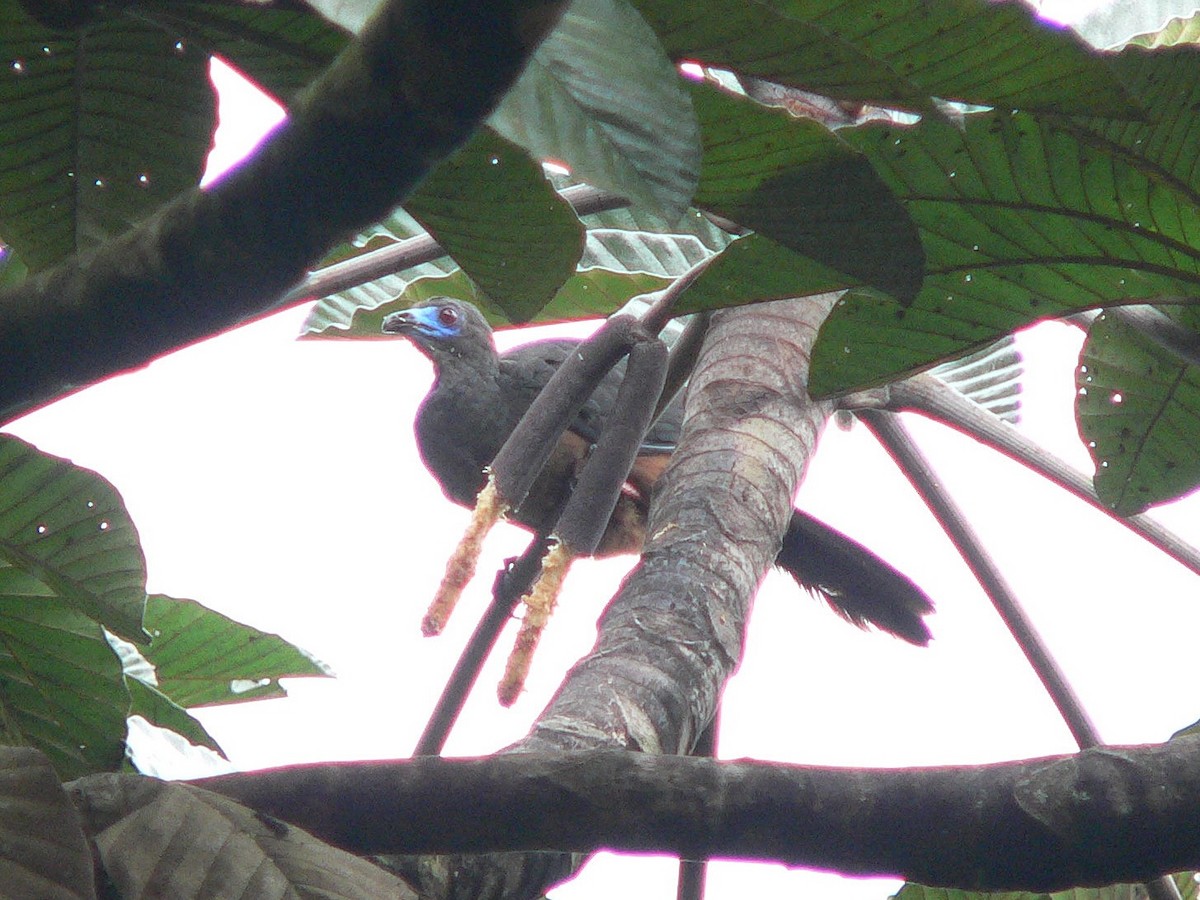 Sickle-winged Guan - ML92641271