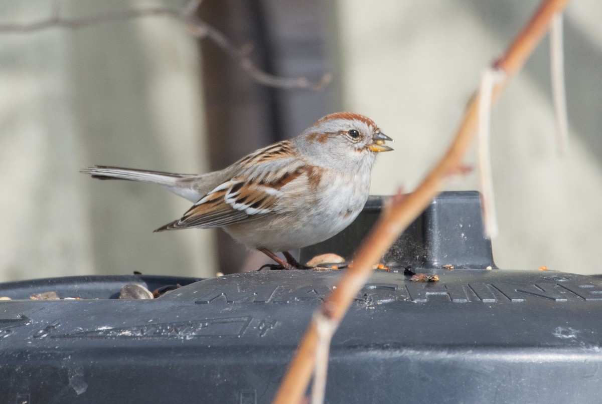 American Tree Sparrow - Anonymous