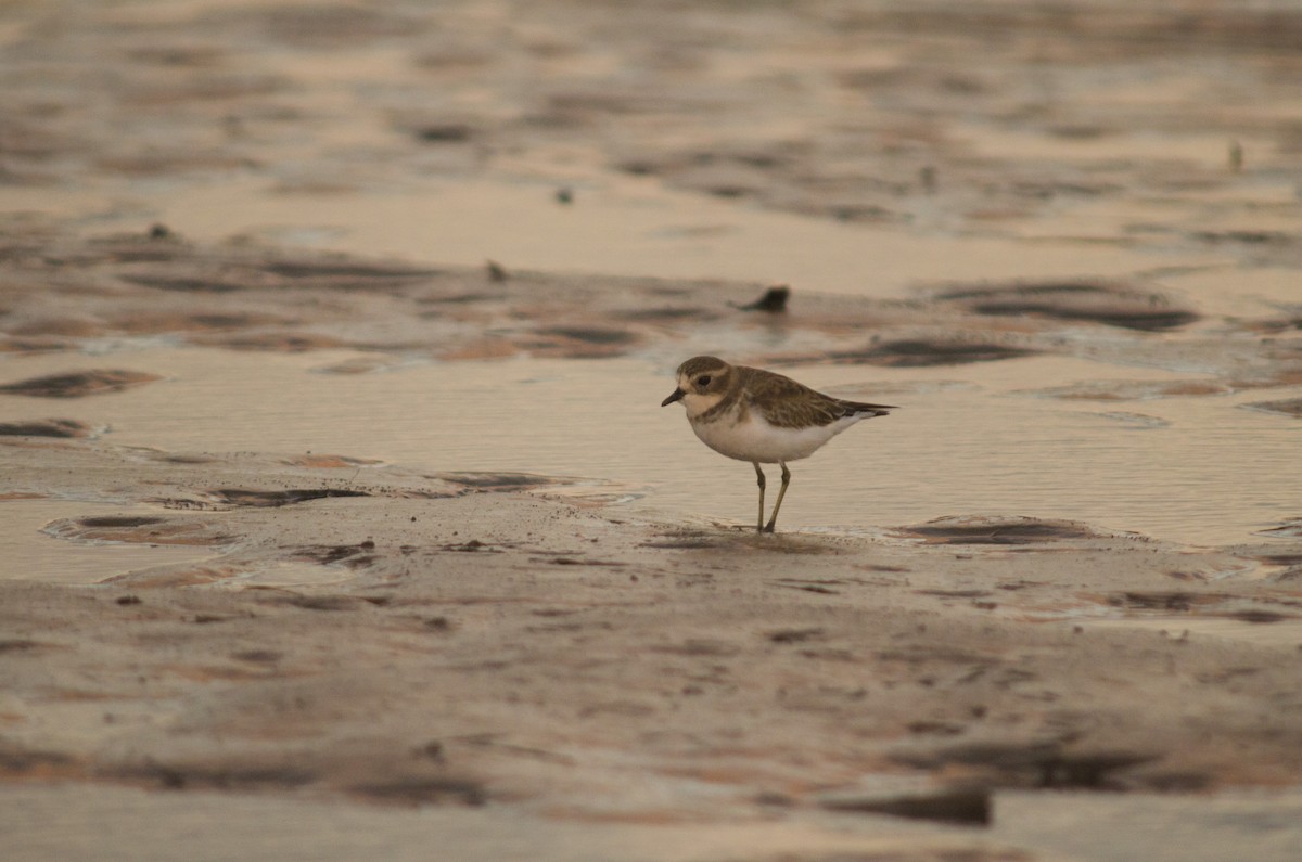 Double-banded Plover - ML92649091