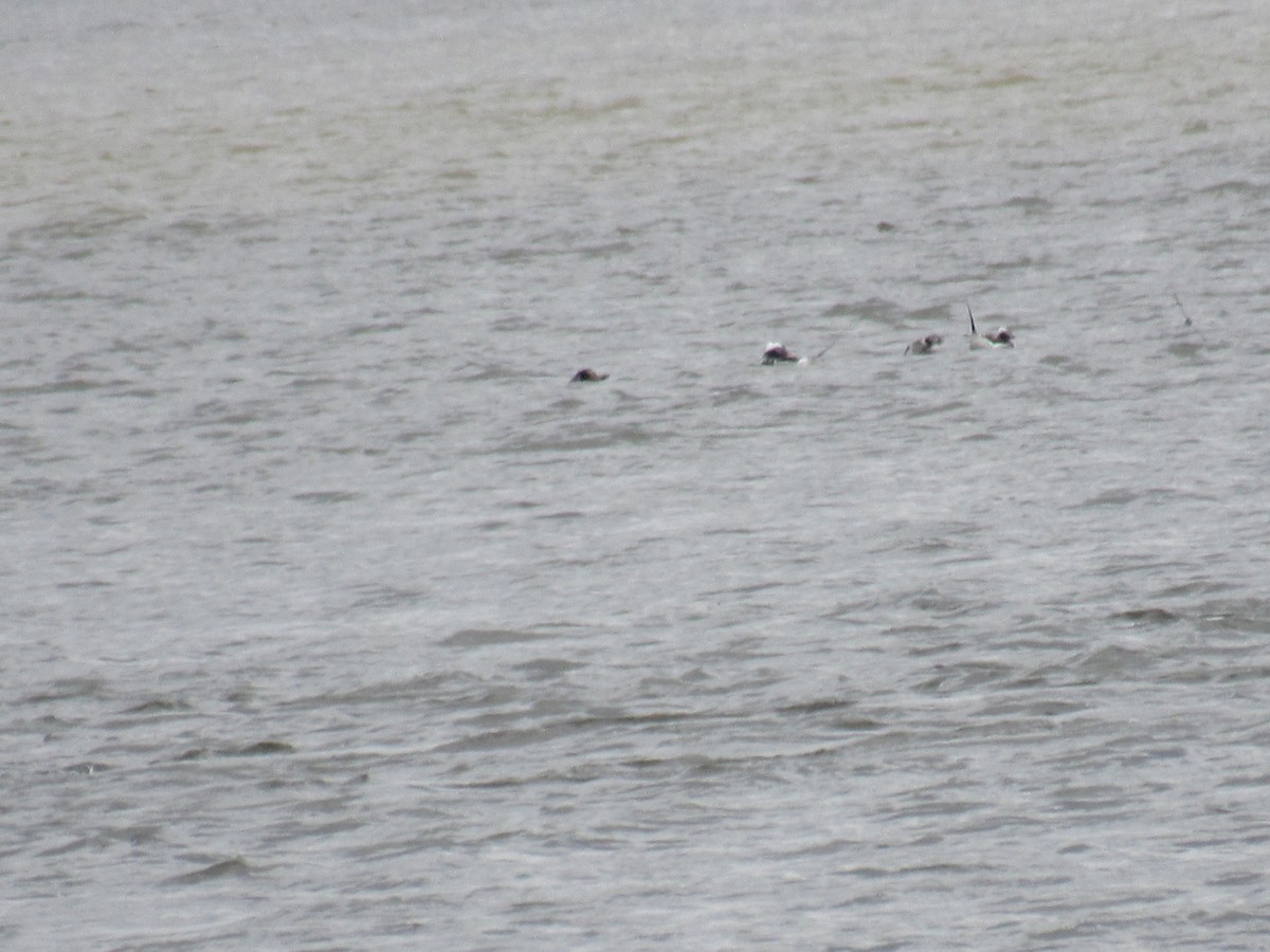 Long-tailed Duck - ML92653171