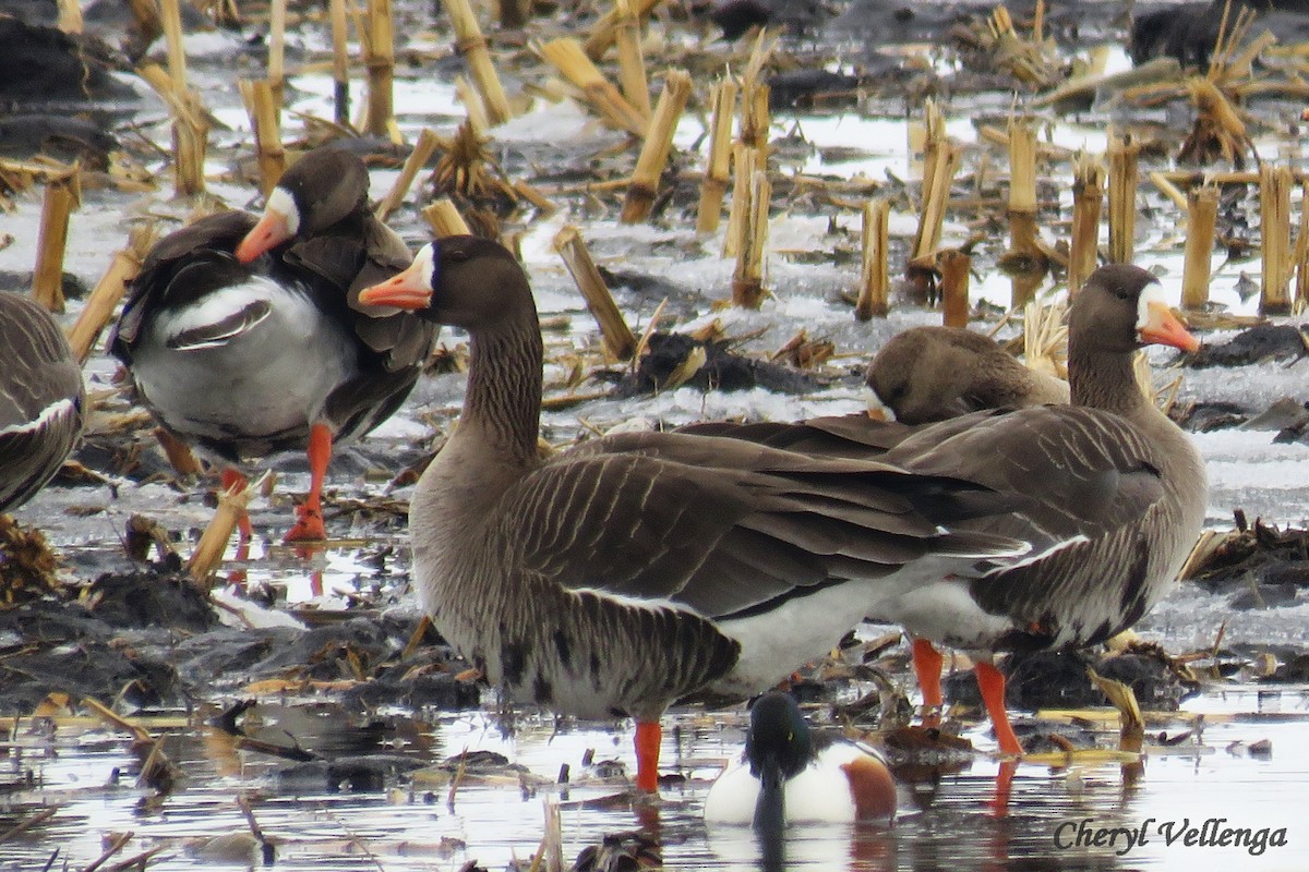 Greater White-fronted Goose - ML92654121