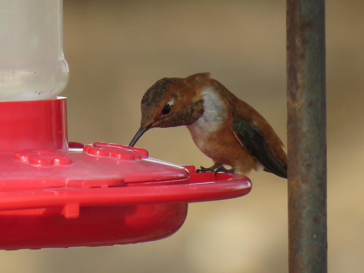 Rufous Hummingbird - Robin Gurule