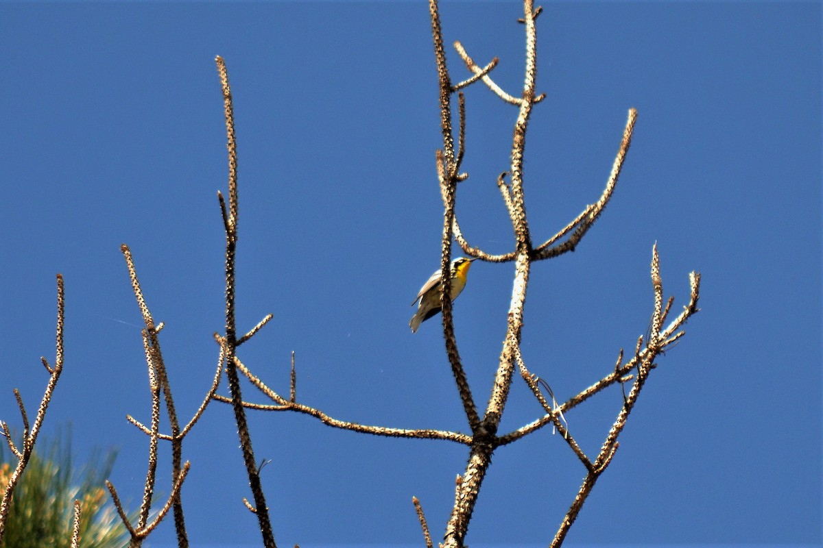 Yellow-throated Warbler - ML92655331