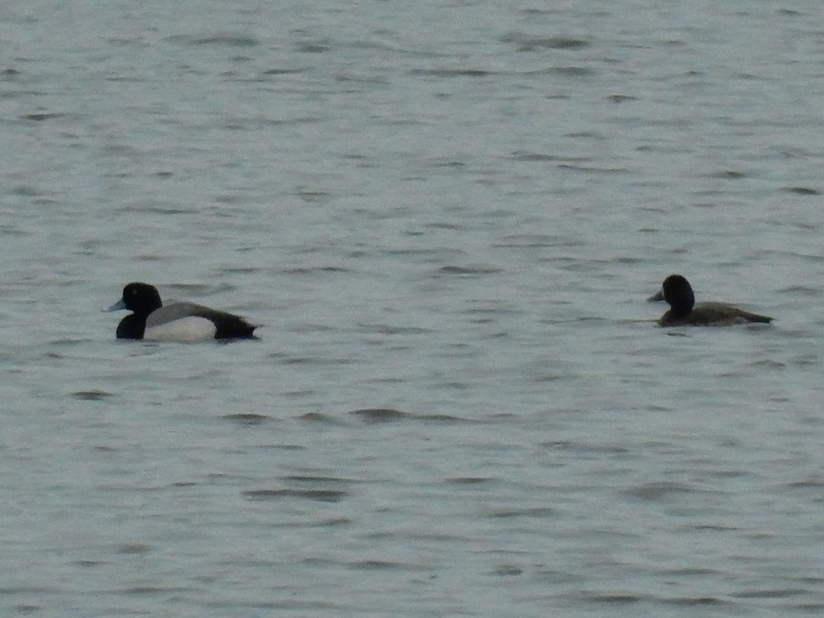 Greater Scaup - Jennifer Rothe