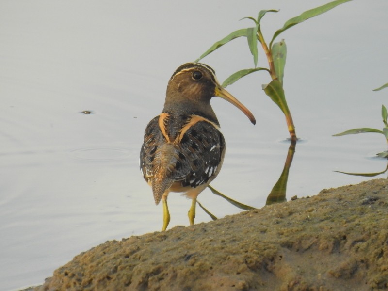 South American Painted-Snipe - ML92659401