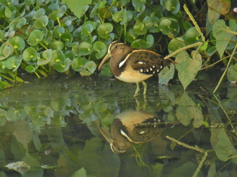 South American Painted-Snipe - ML92659441