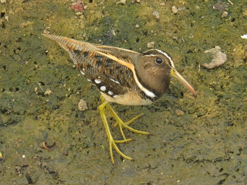 South American Painted-Snipe - ML92659451