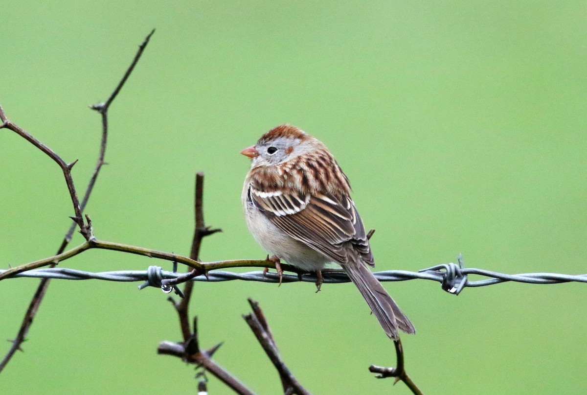 Field Sparrow - ML92662111