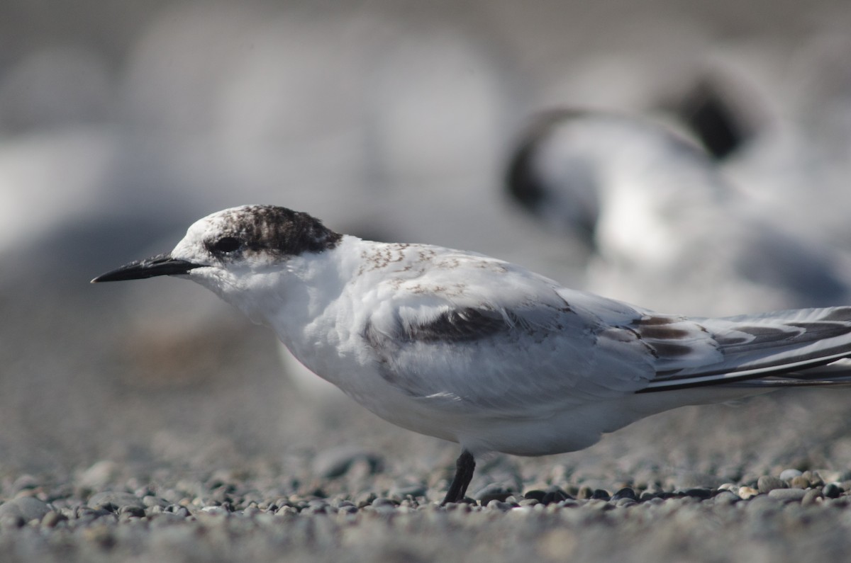 White-fronted Tern - ML92665631