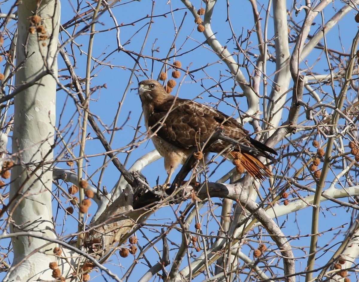 Red-tailed Hawk - ML92671111