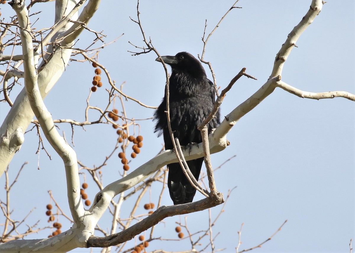 Common Raven - ML92671641