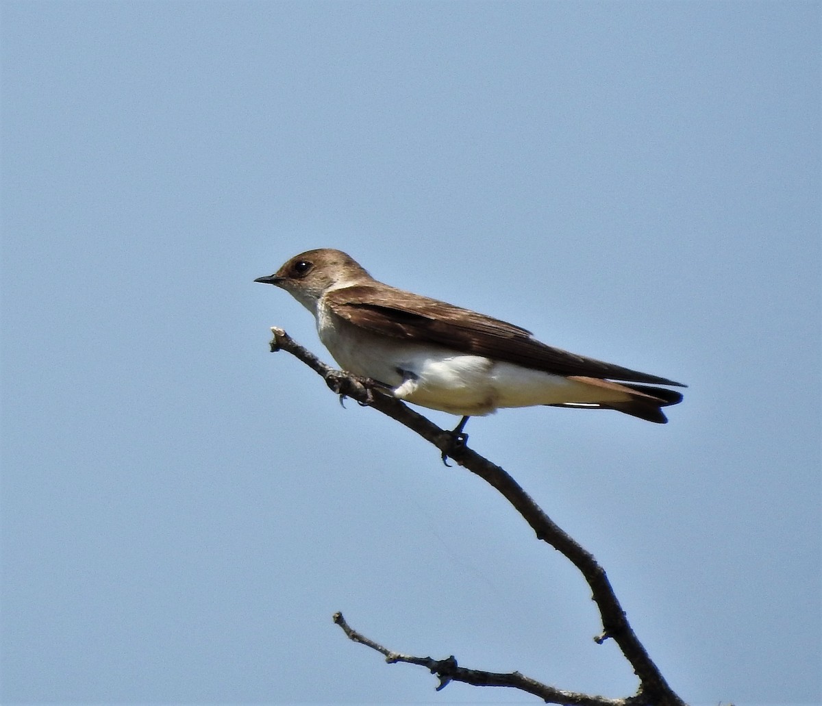 Northern Rough-winged Swallow - ellen horak
