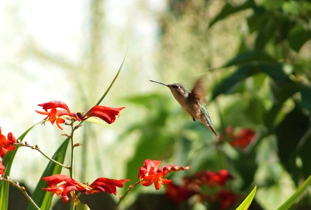 Ruby-throated Hummingbird - Daniel Hoebeke