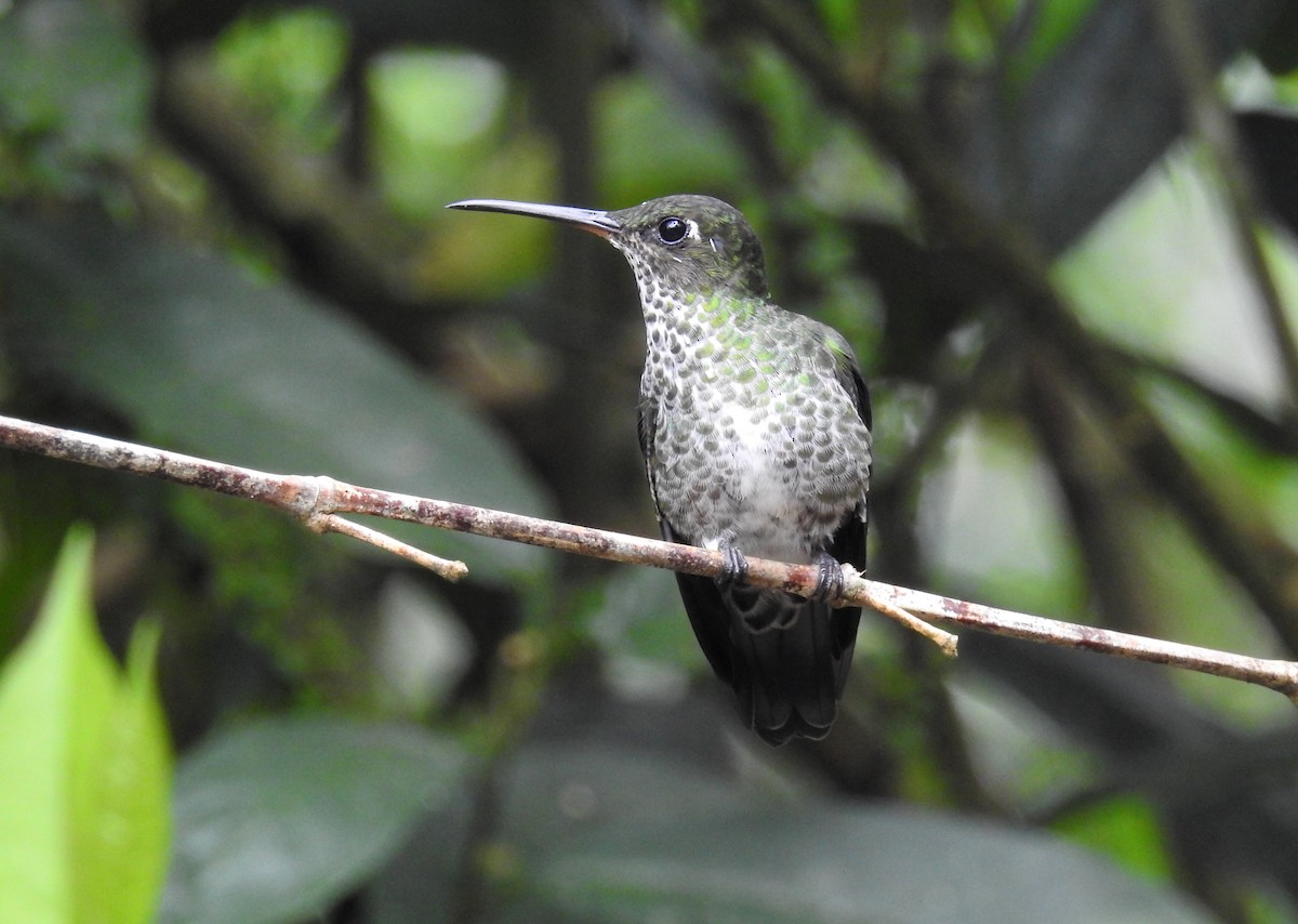 Many-spotted Hummingbird - Heidi Ware Carlisle