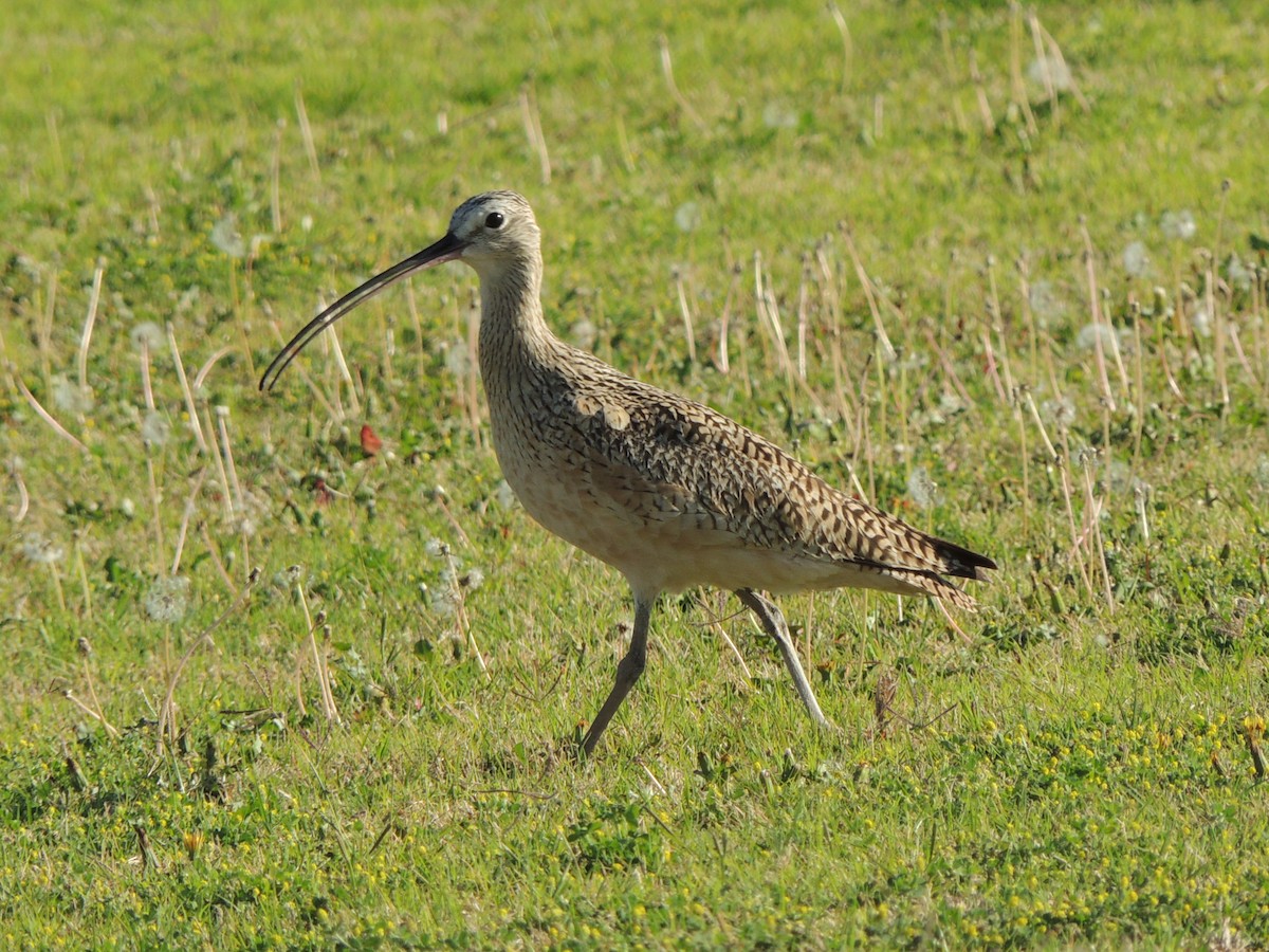 Long-billed Curlew - Brian Johnson