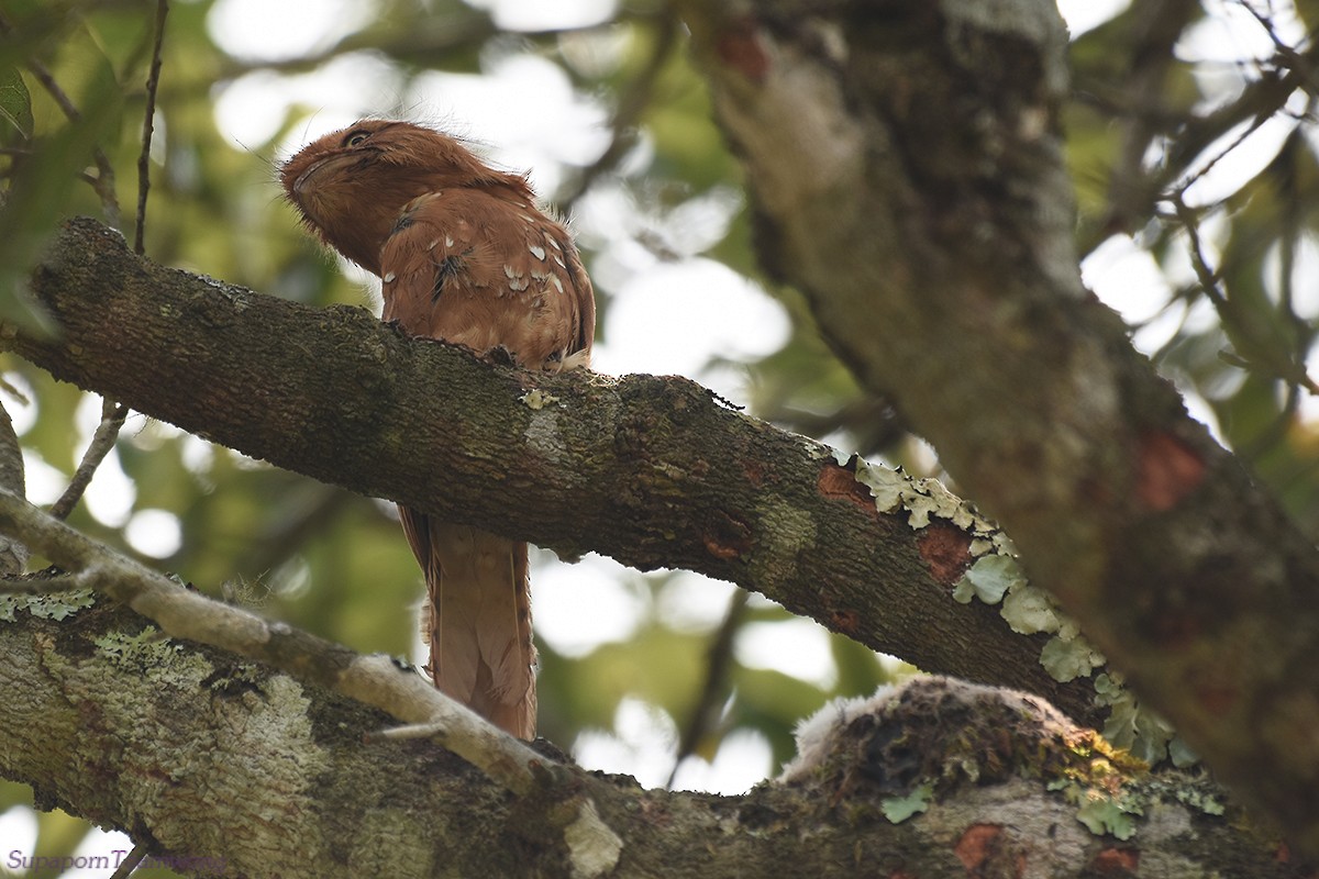 Hodgson's Frogmouth - Supaporn Teamwong