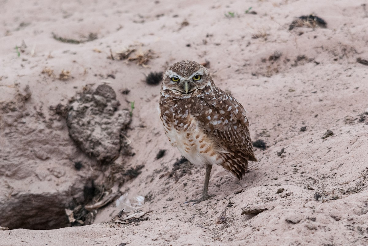 Burrowing Owl (guadeloupensis Group) - Markus Craig