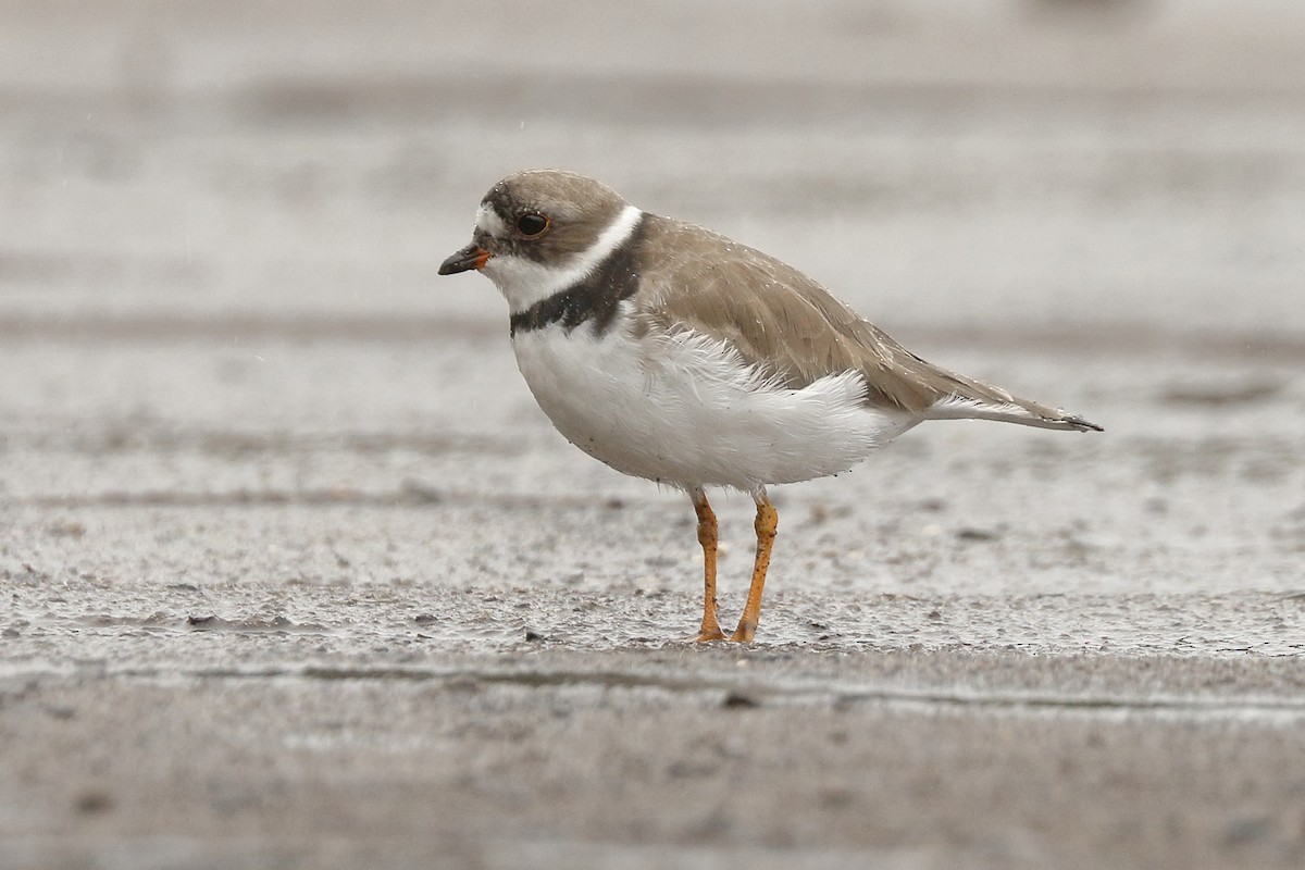 Semipalmated Plover - ML92680821