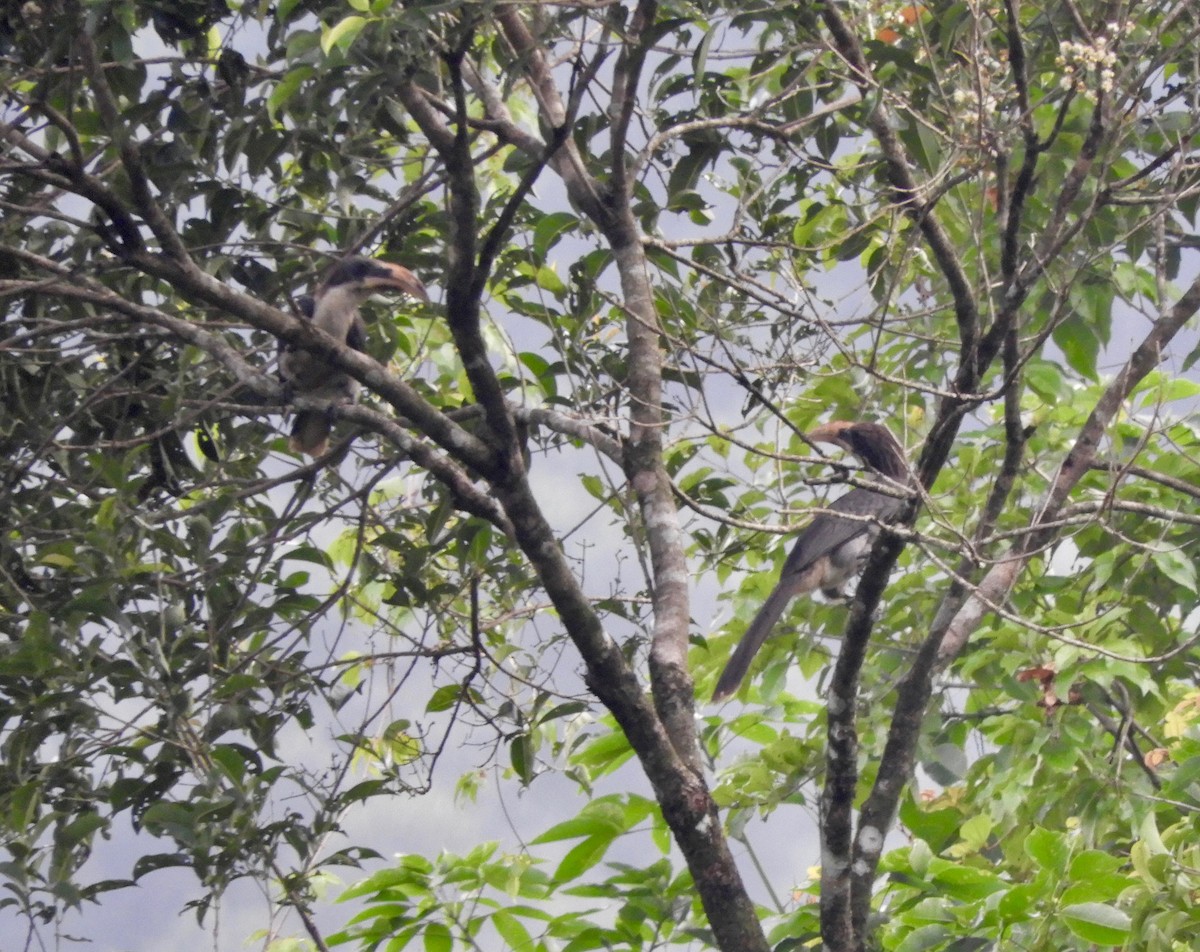 Sri Lanka Gray Hornbill - ML92681121