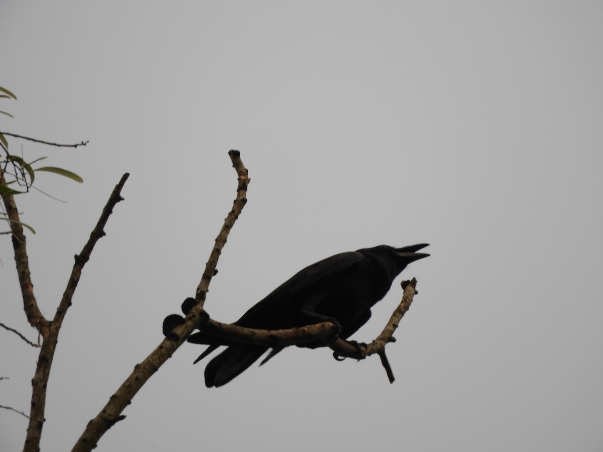 Large-billed Crow (Indian Jungle) - Anonymous