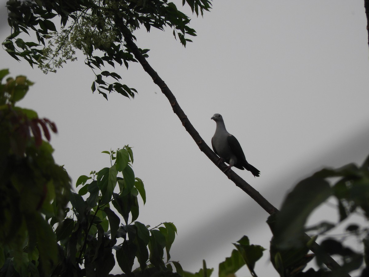 Green Imperial-Pigeon - ML92681251