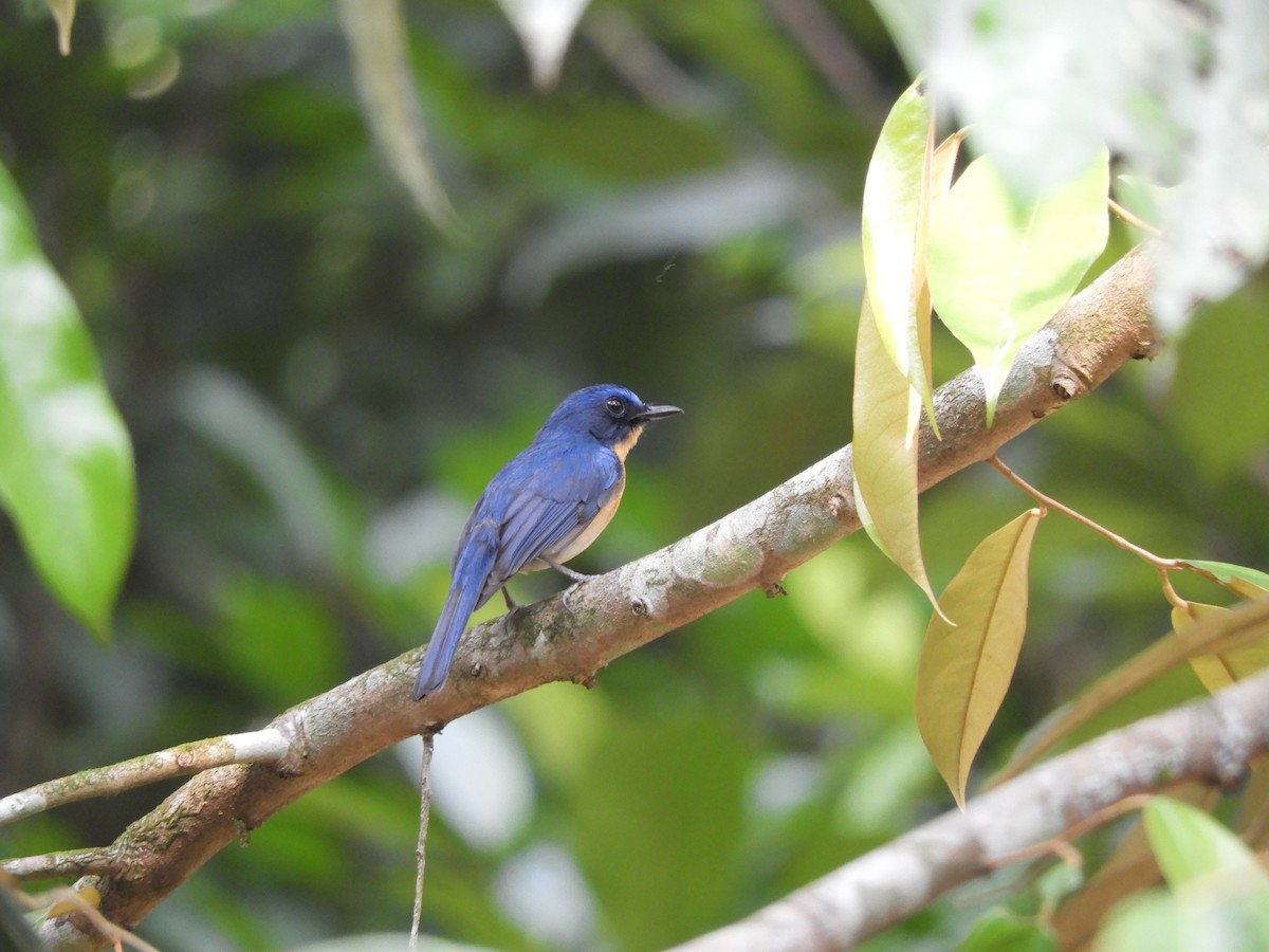 Tickell's Blue Flycatcher - Anonymous