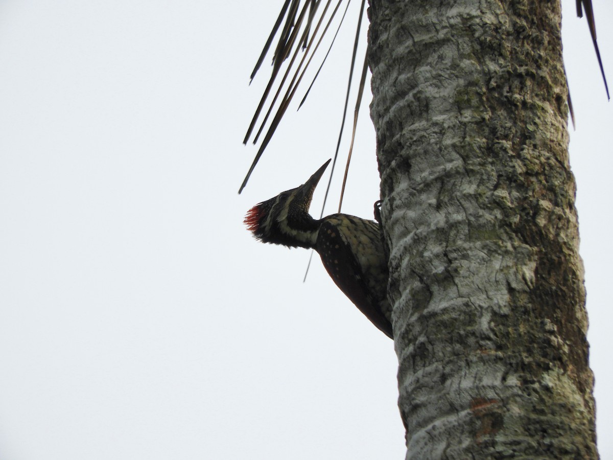 Red-backed Flameback - Anonymous
