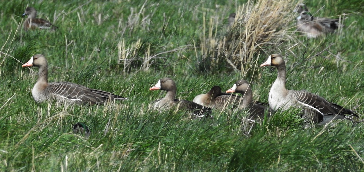 Greater White-fronted Goose - ML92682941
